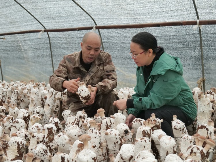 刘高升向南川区农业农村委工作人员介绍香菇生产情况.jpg