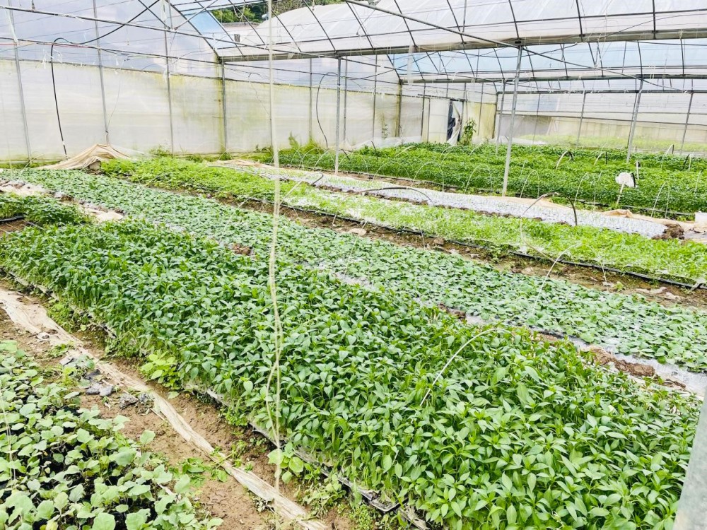 蔬菜育苗基地.jpg