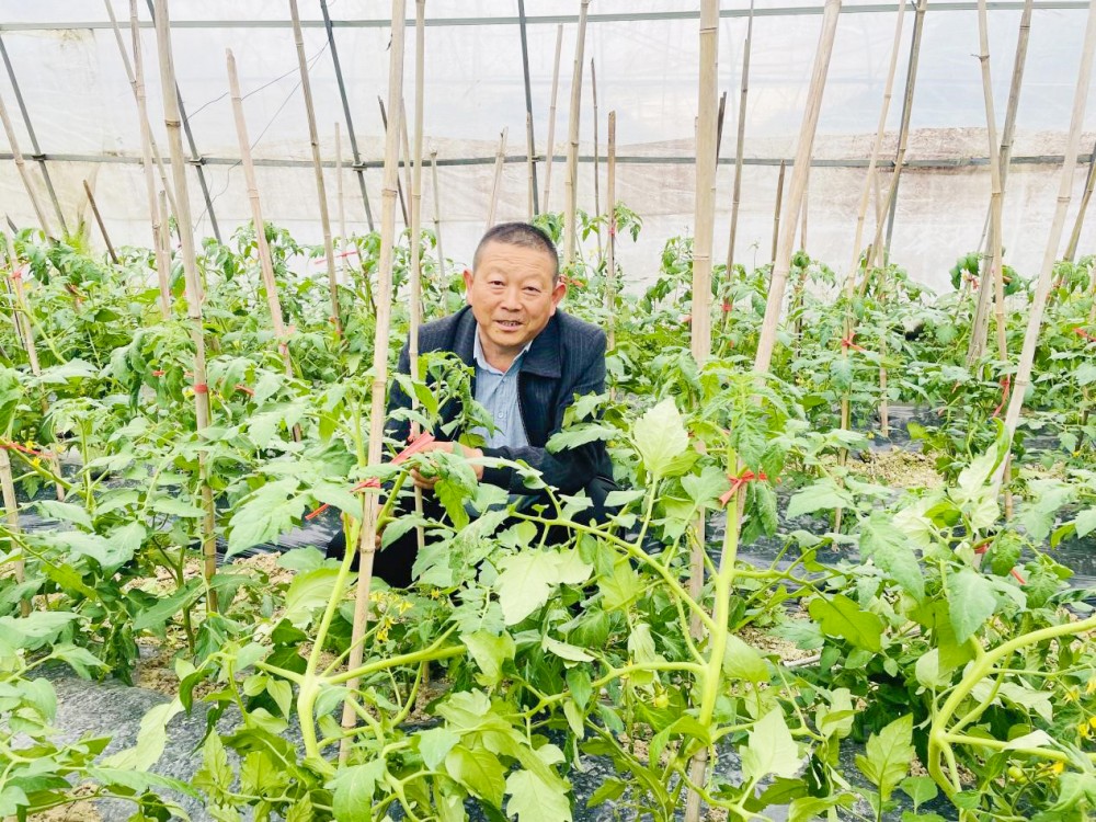 廖大安在查看番茄长势.jpg